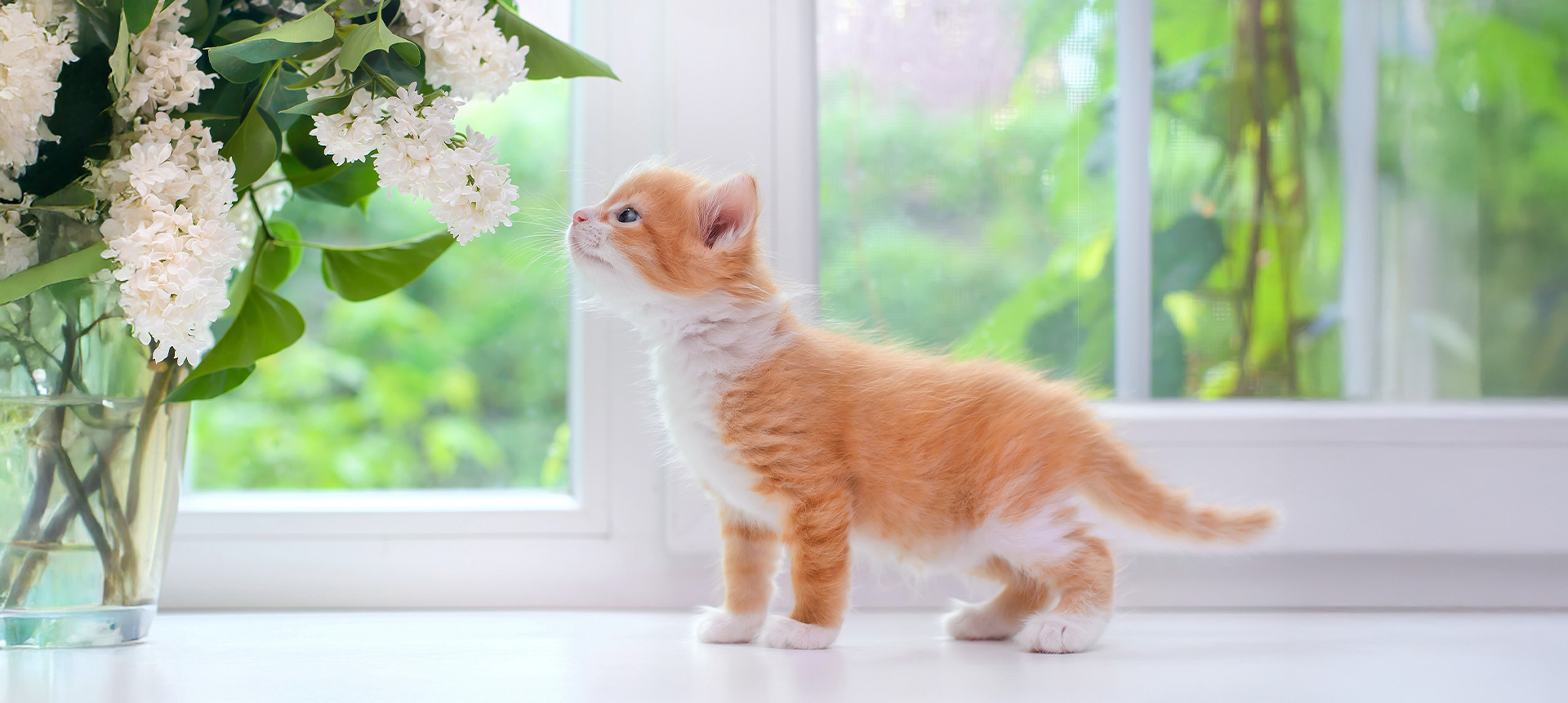 shelter-header