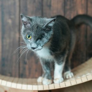沖縄 里親募集中の保護猫 - アニマルフォレスト