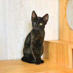 沖縄 里親募集中の保護猫 - アニマルフォレスト