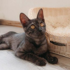 沖縄 里親募集中の保護猫 - アニマルフォレスト